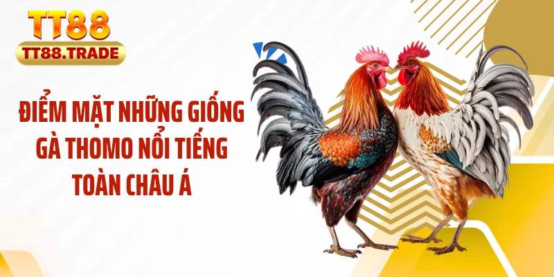 Điểm mặt những giống gà Thomo nổi tiếng toàn châu Á