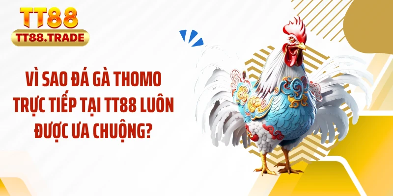 Vì sao đá gà Thomo trực tiếp tại TT88 luôn được ưa chuộng?